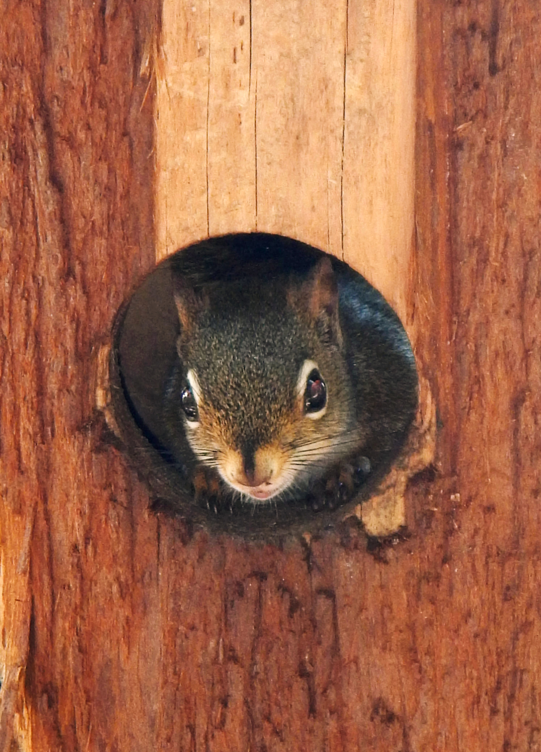 Atlantic Touch squirrel