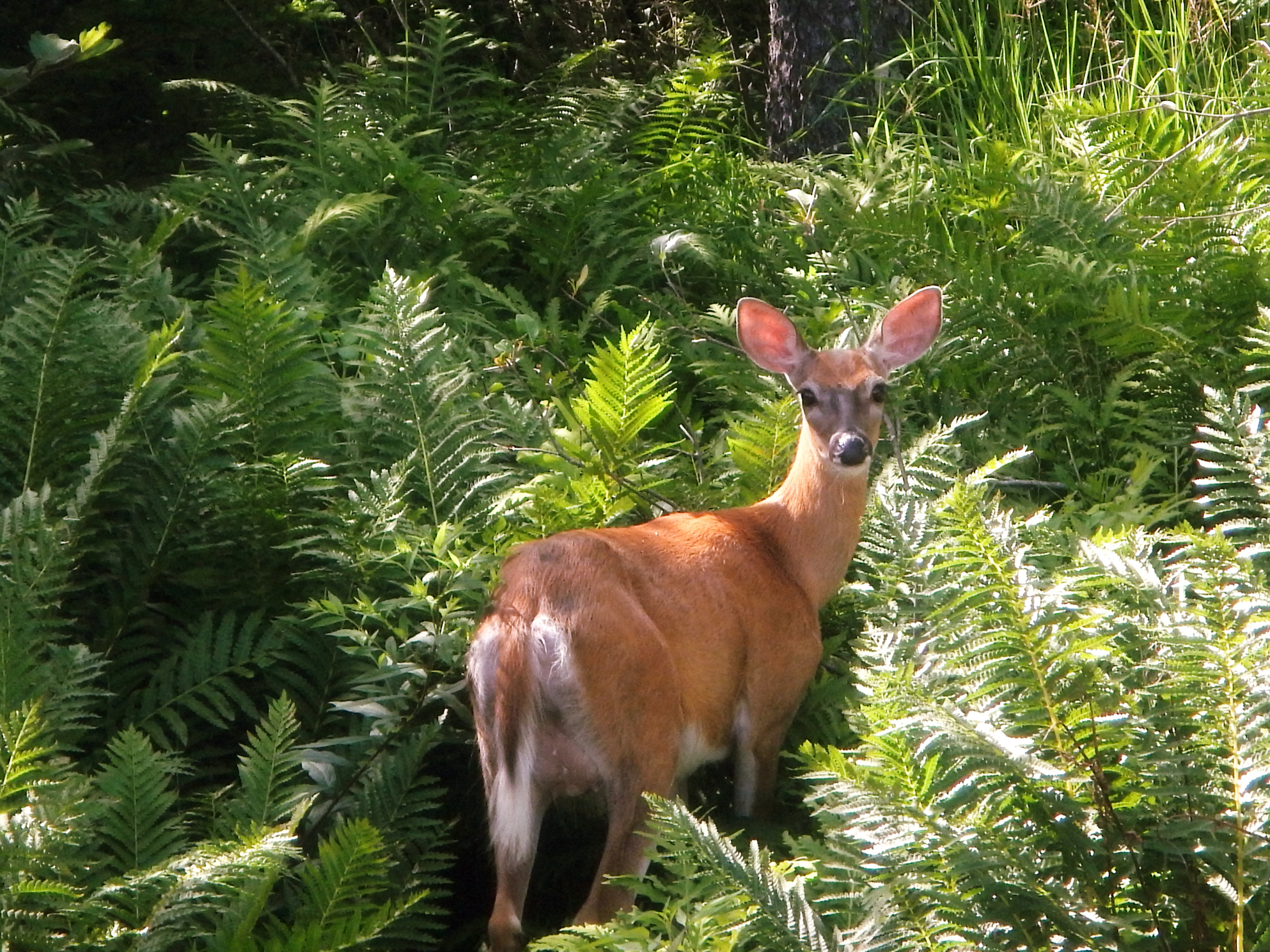 Canadian Deer