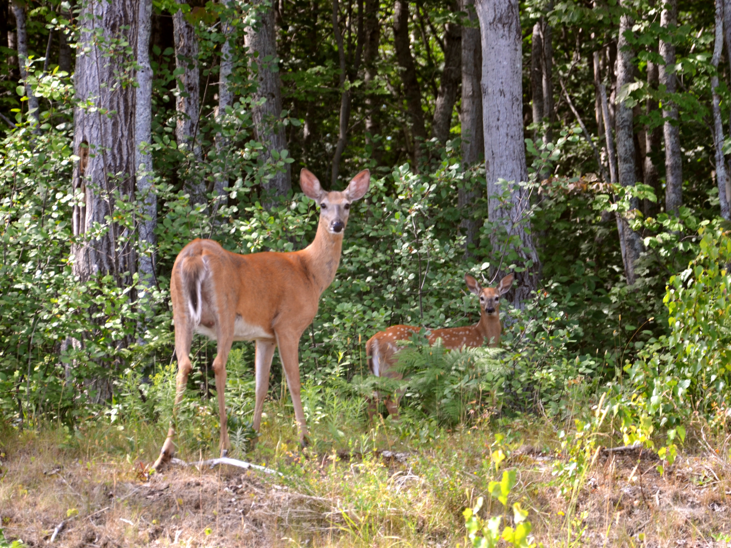 Atlantic Touch Wildlife Deer