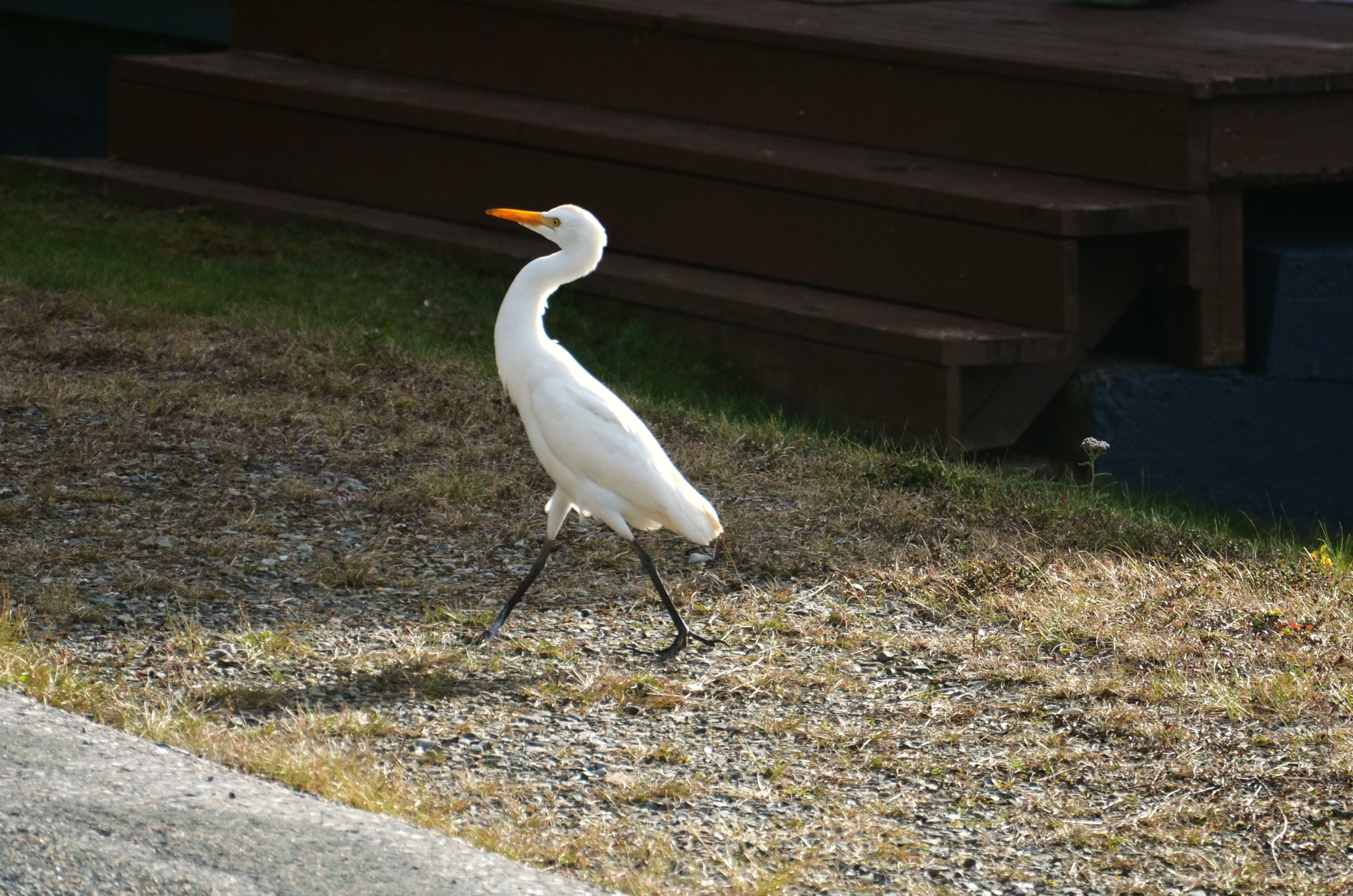 Bird in Atlantic Touch Lighthouse