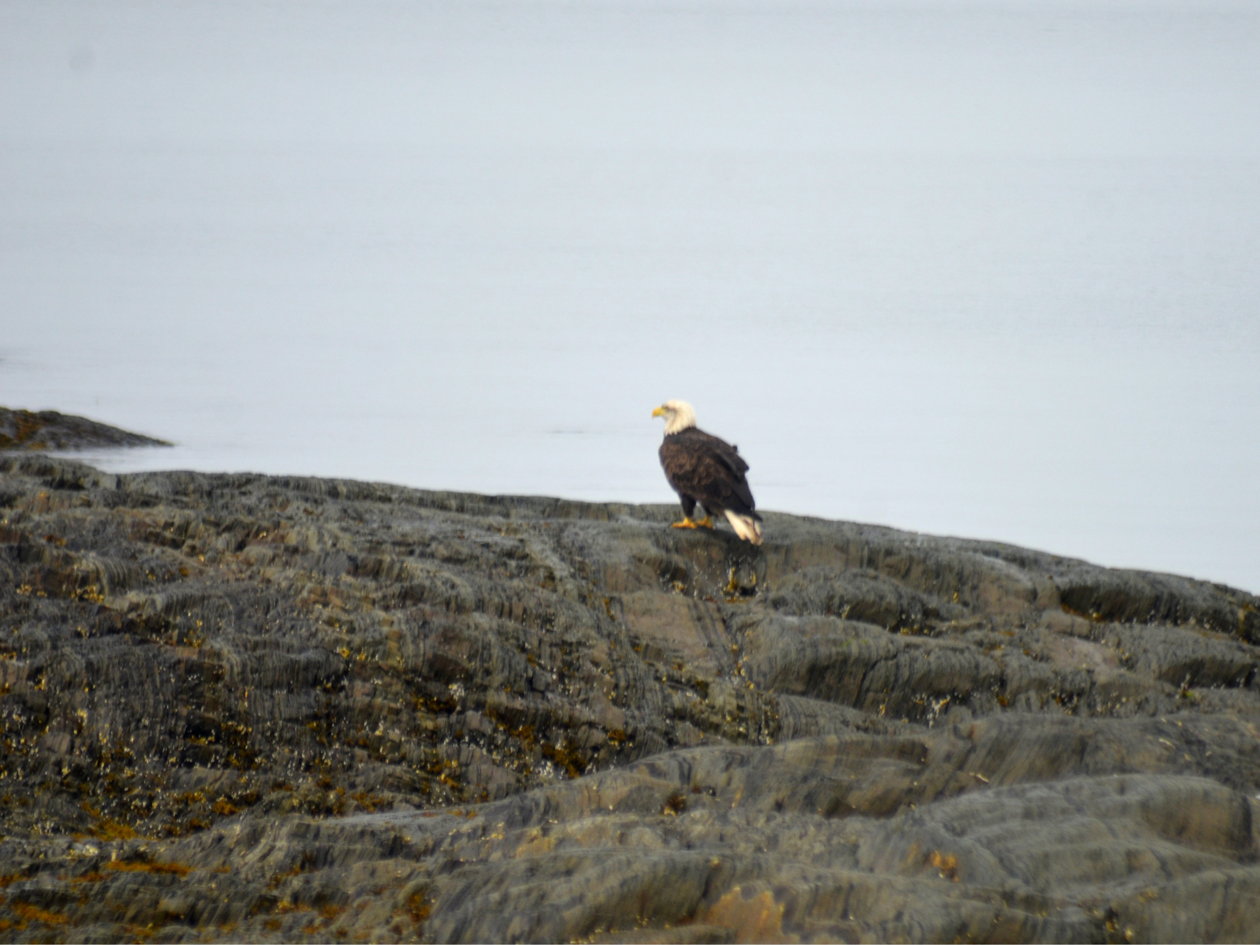 Atlantic Touch eagle