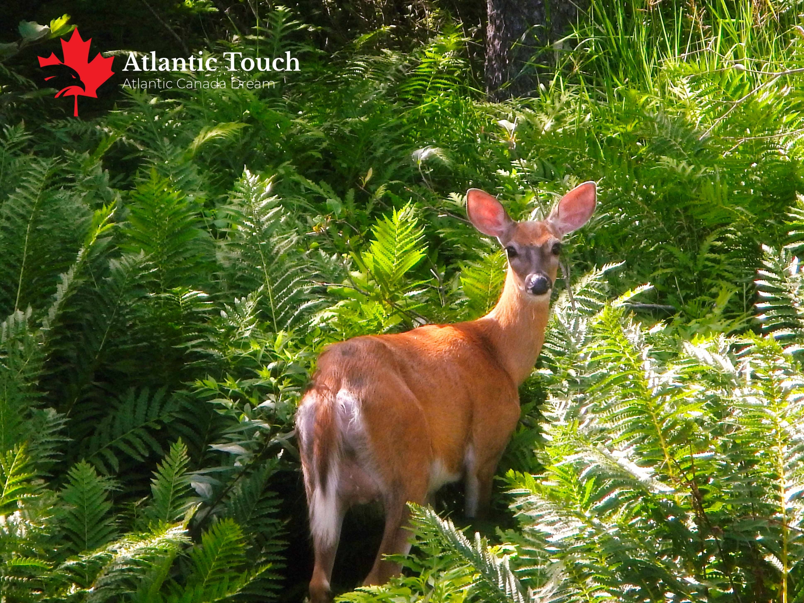 Atlantic Touch Deer