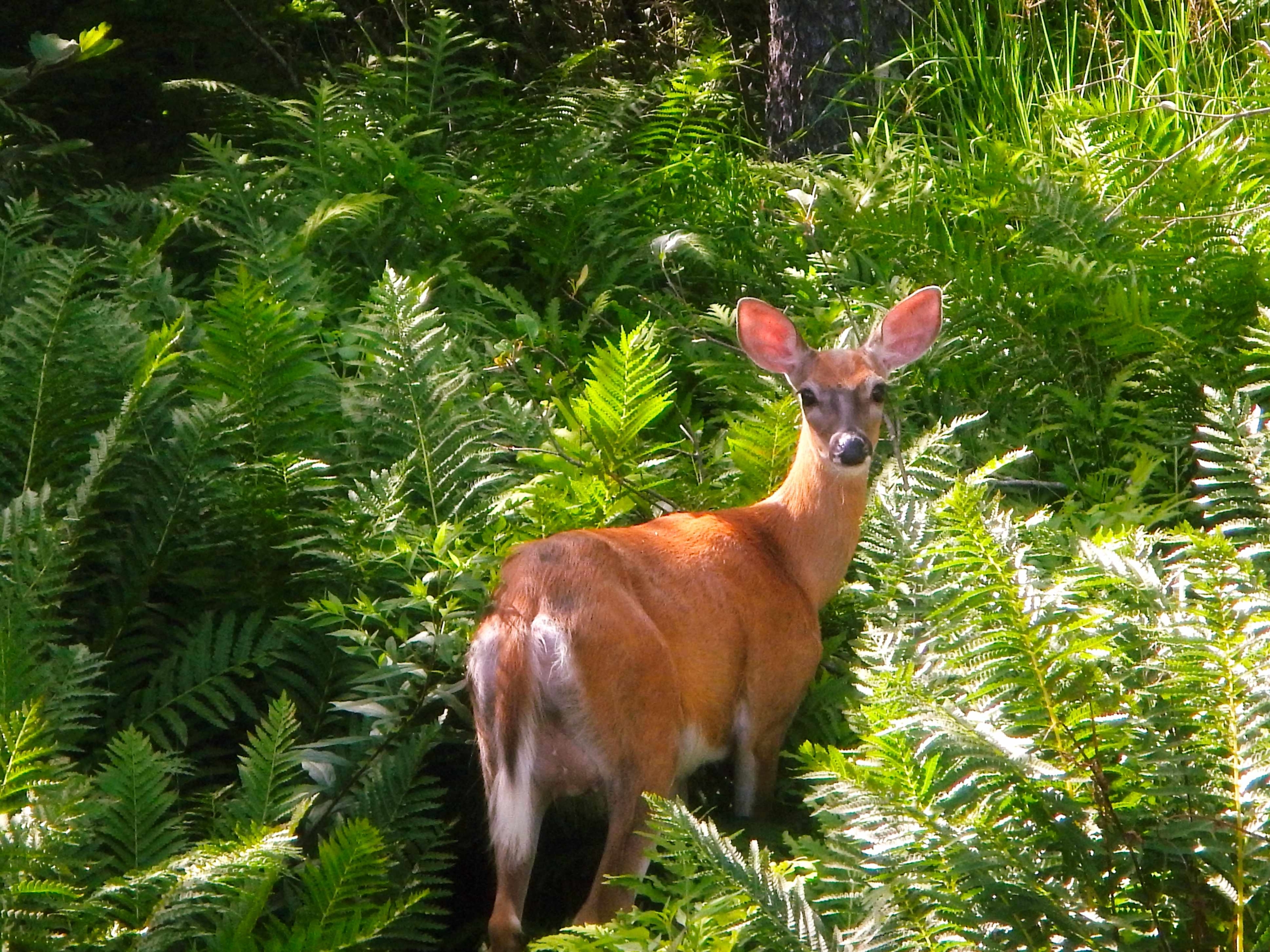 Atlantic Touch Wildlife
